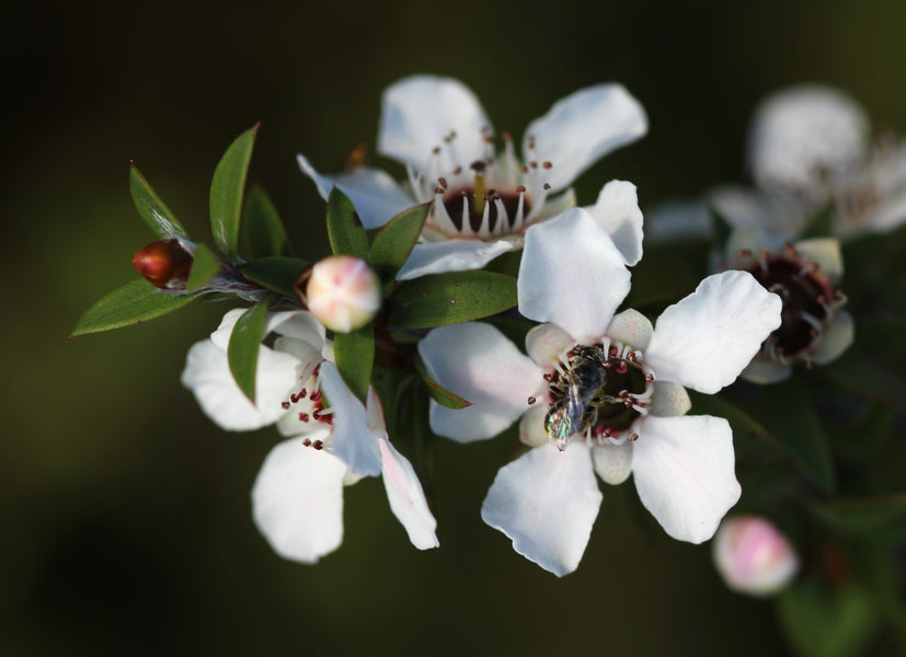 Why we use UMF rated Manuka honey in our eco soaps.